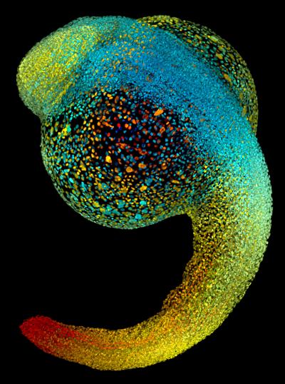 Special Issue Developmental Biology 1 Of 9 EurekAlert