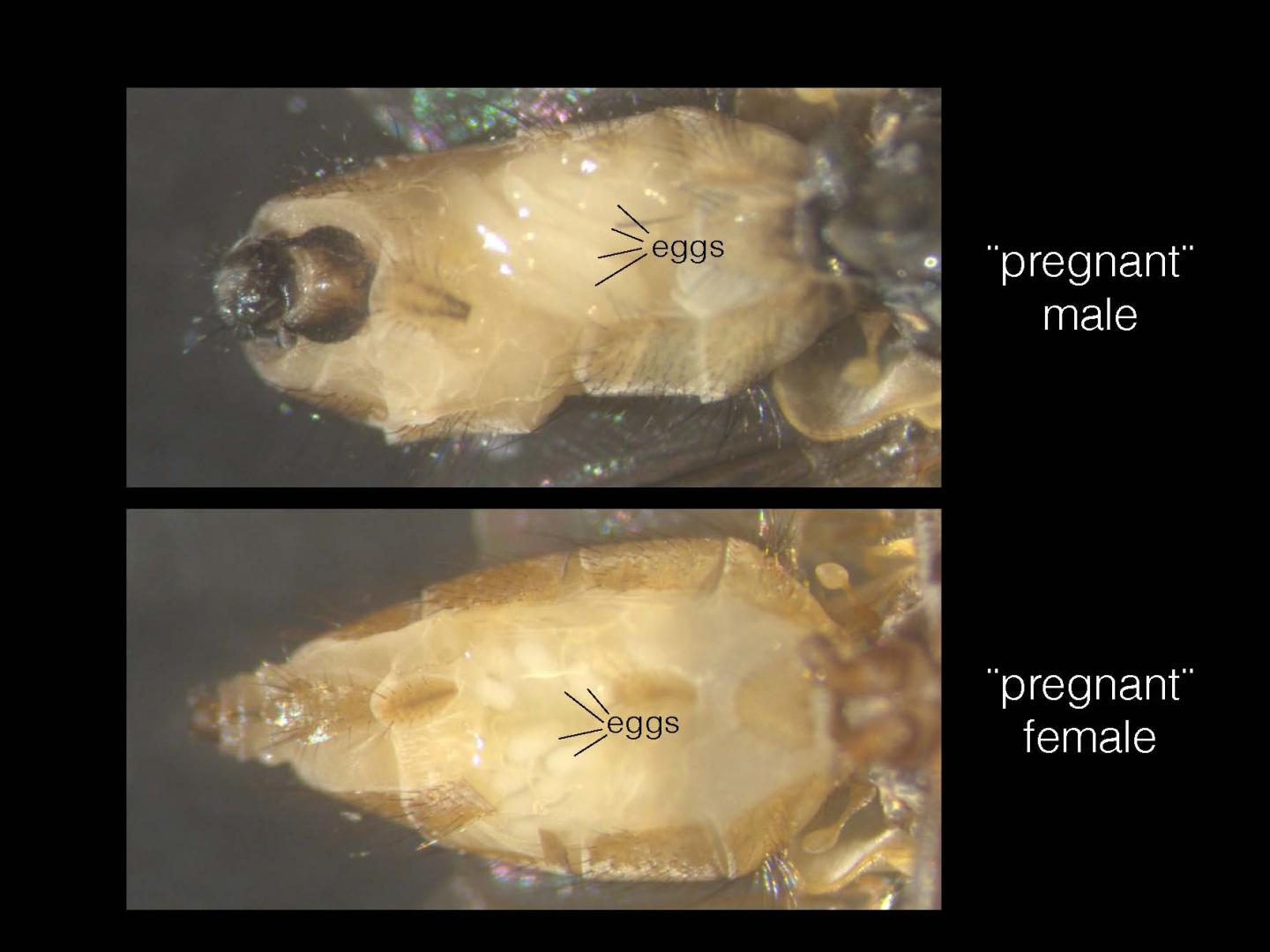In Houseflies A Sex Determining Gene With Cu EurekAlert