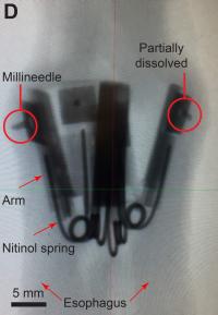 Shape Shifting Biomaterials Form The Basis Of Eurekalert