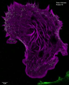 Improved Microscopy Technique Reveals New Ins Eurekalert