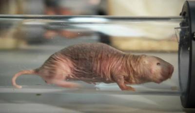 Naked Mole Rats Feel No Pain From Acid Of Eurekalert