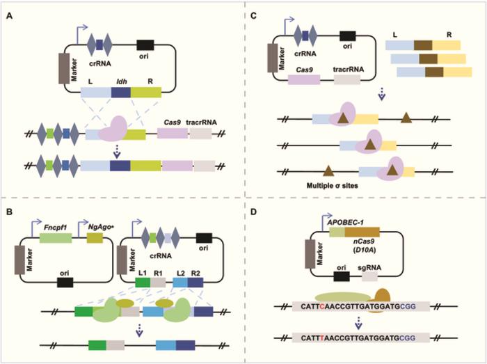 Fig Image Eurekalert Science News Releases