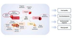 Yth Genes The Hidden Players In Fruit Develo Eurekalert