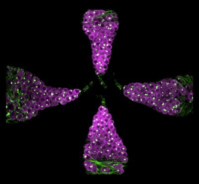 The Switch That Stops Sex Cells 17 Of 17 EurekAlert