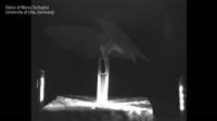 Some Bats Obtain Nectar Using Conveyor Belt L EurekAlert