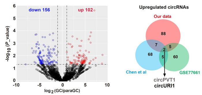 Identification of circURI1