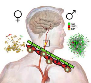 Study Reveals Sex Differences In Cells And Ge EurekAlert