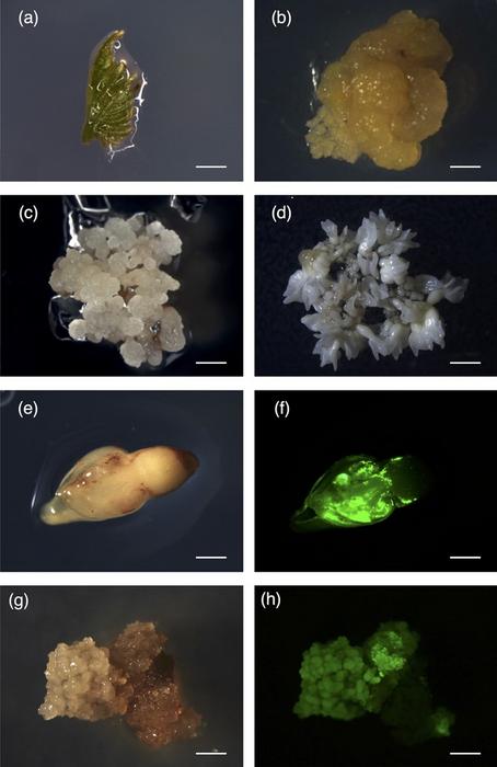 Figure Image Eurekalert Science News Releases