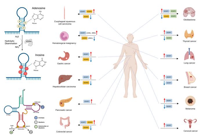 Image Image Eurekalert Science News Releases