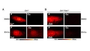 Study Reveals Workings Of Promising Copper De Eurekalert