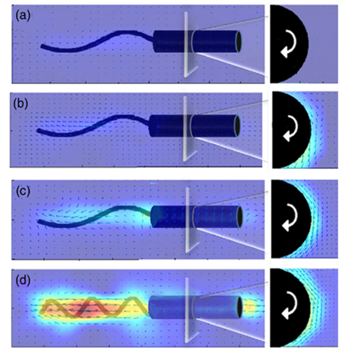 Diagram IMAGE EurekAlert Science News Releases