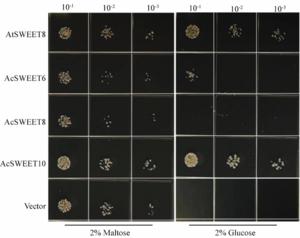 Fig Image Eurekalert Science News Releases