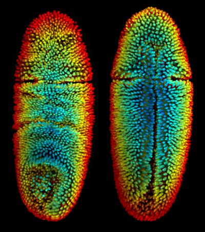 Special Issue Developmental Biology Of Eurekalert