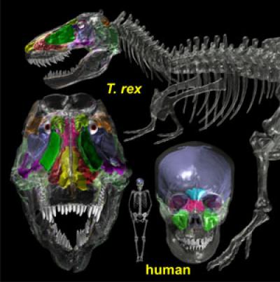 CT Scans Reveal That Dinosaurs Were Airheads