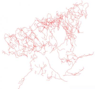 Branches of a Cholinergic Neuron