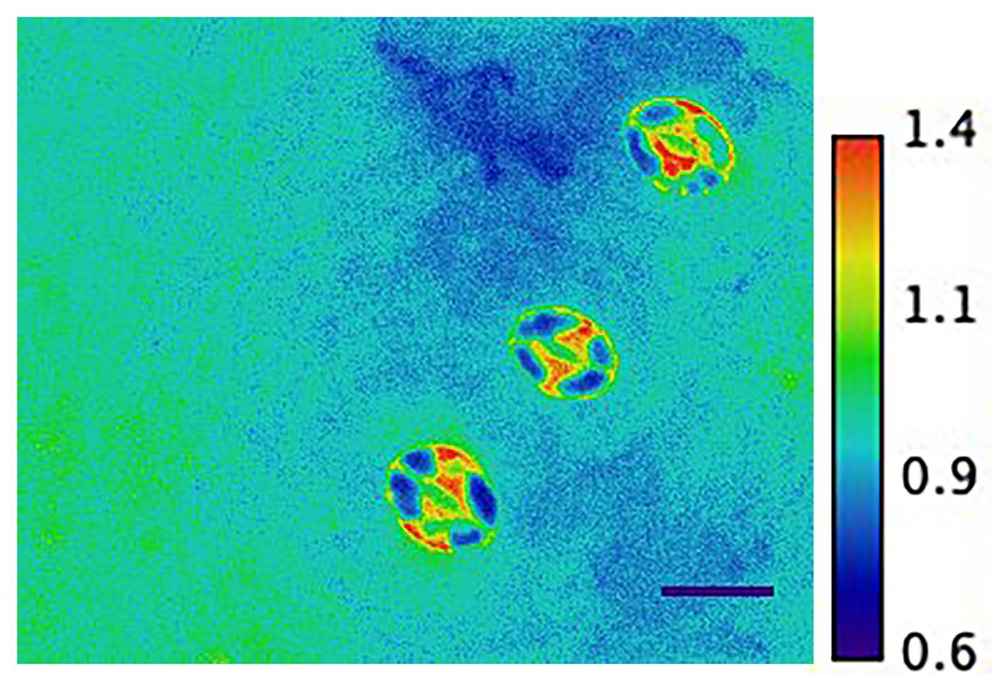 Nanosensor expresses plant stress