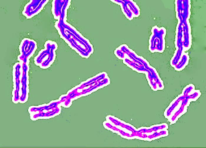 Broken Chromosomes