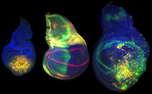 A genomic region exclusively dedicated to the formation and regeneration of a single organ