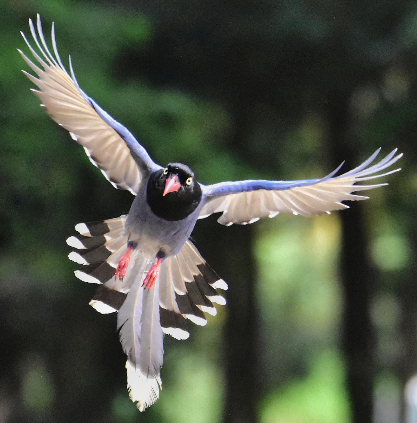 Flying Taiwan Blue Magpie