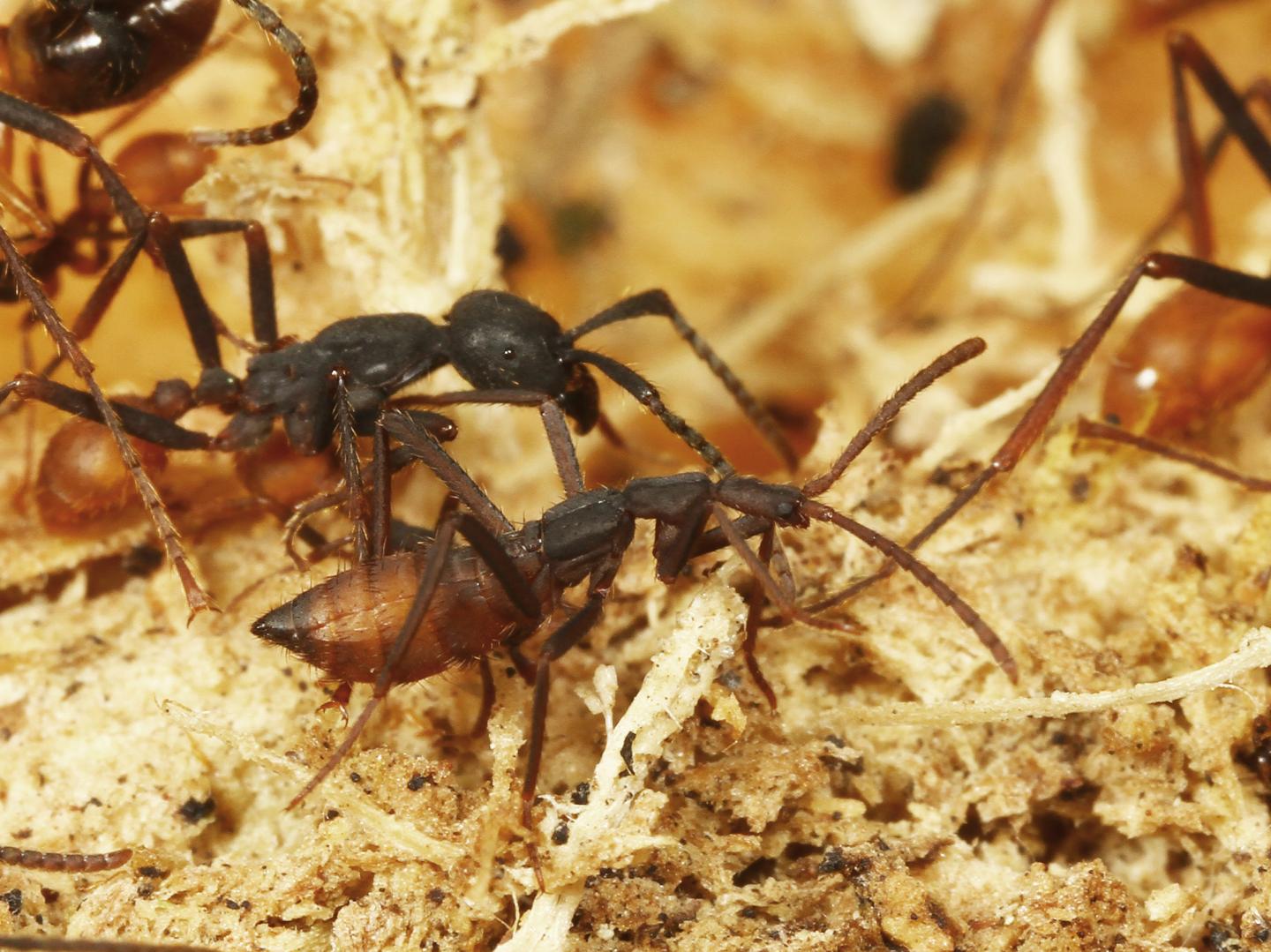 Ecitophya Simulans Rove Beetle and Army Host Ant