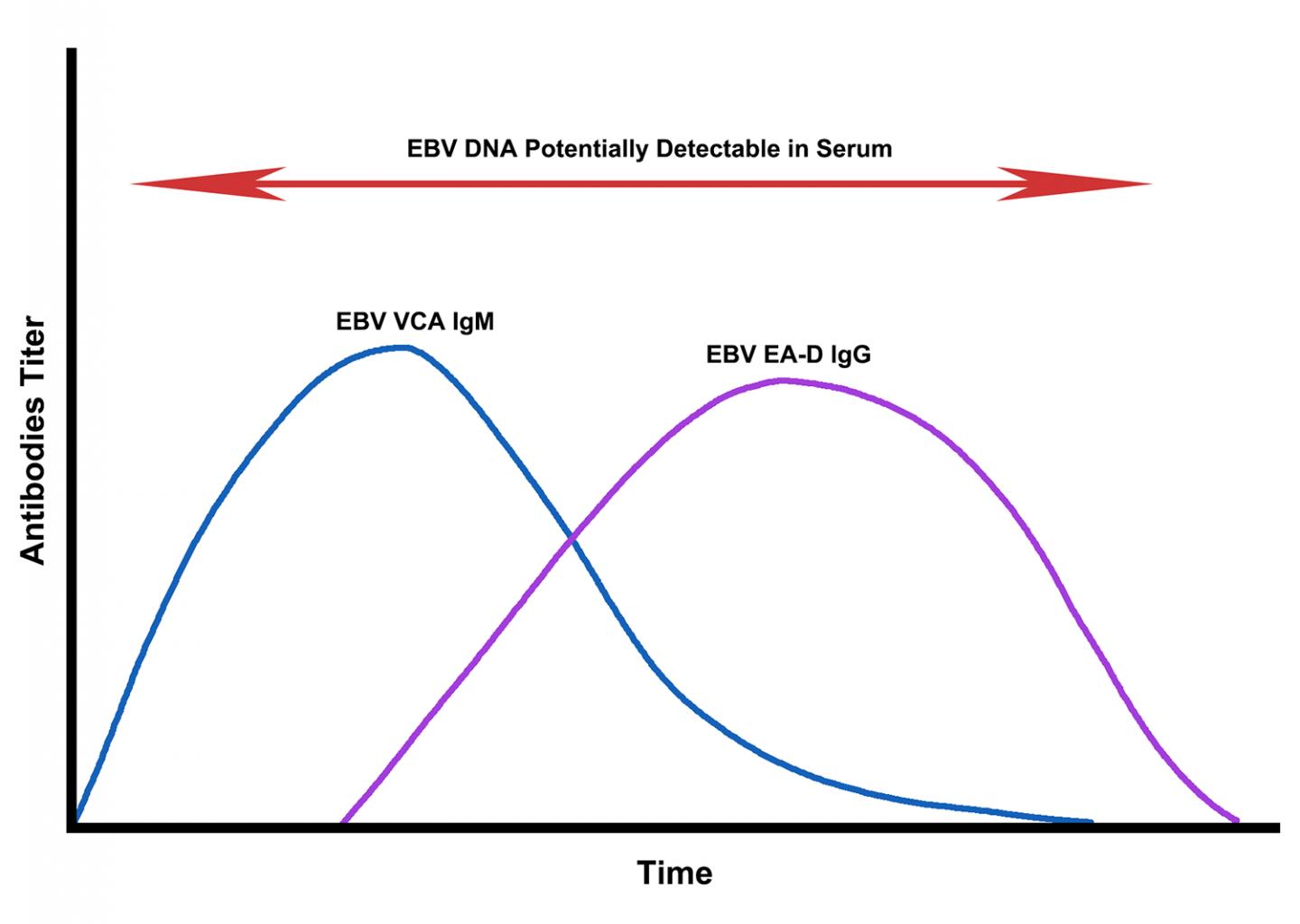 Dynamics of EBV Reactivation