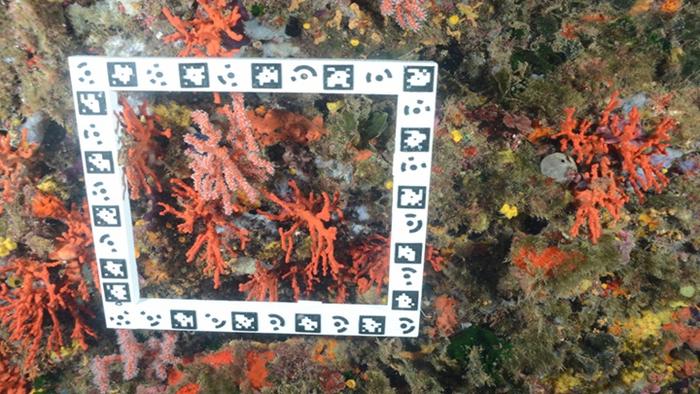 Las colonias de coral rojo sobreviven una década después de ser trasplantadas en las islas Medas