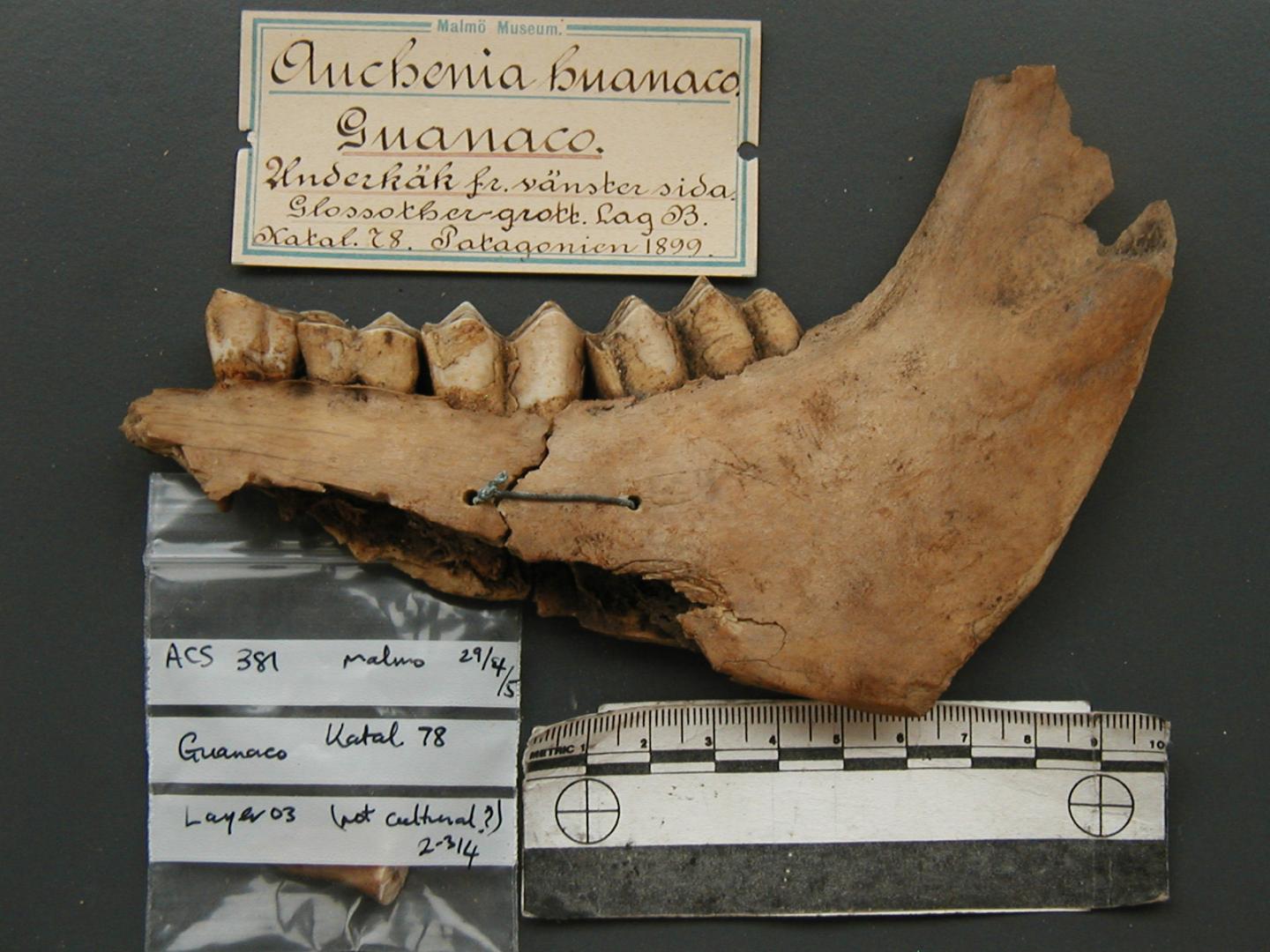 Ancient Guanaco Jawbone
