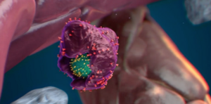 A macrophage engulfs and eats a stressed stem cell