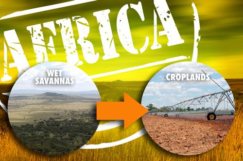 Cropping Africa's Wet Savannas Would Bring High Environmental Costs