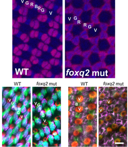 Fluorescent microscopy image of the cone cells of a gene-edited zebrafish