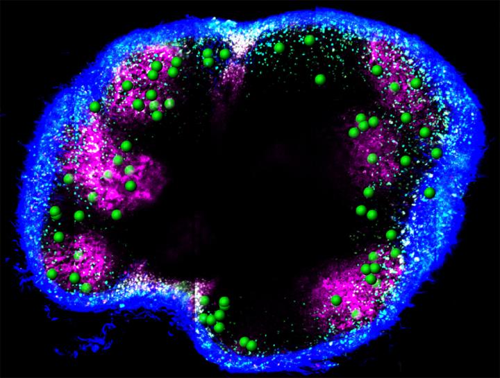 Lymph Node Showing Location of Follicular Memory T Cells