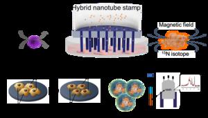 Hybrid nanotube stamp system for cancer treatment