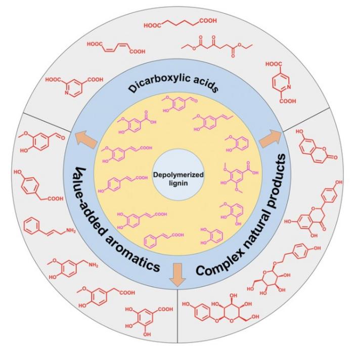 Fig. 1. Schematic representation of microbial upcycling of lignin-derived compounds into value-added chemicals.