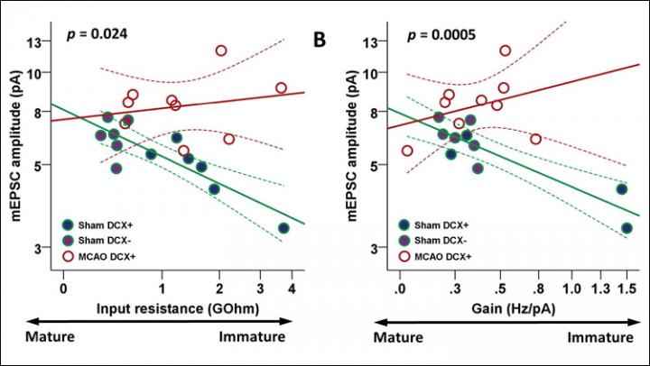 Post-Stroke Cells