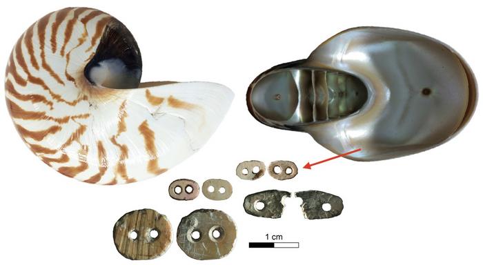 Nautilus pompilius shell reaches to around 200mm in length, providing a large quantity of nacreous shell for material culture production.