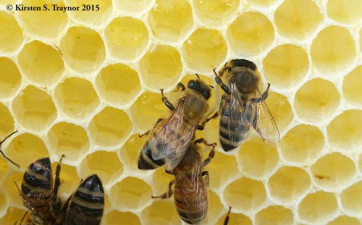 Honey Bees Storing Nectar