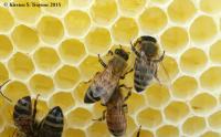 Honey Bees Storing Nectar