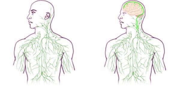 The New Map of the Lymphatic System