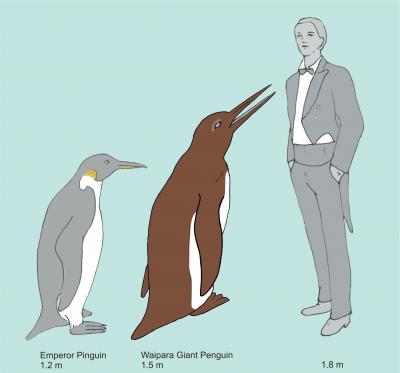 The <i>Waipara</i> Giant Penguin Compared to an Emperor Penguin (The Largest Extant Penguin Species)