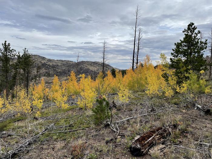 Patchy regeneration following High Park Fire