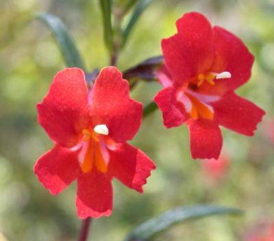 Red Monkeyflower