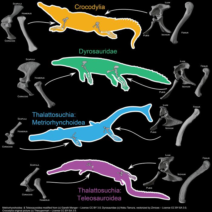 Comparison of the thoracic and pelvic girdle bones of present-day crocodiles (Crocodylia) with two extinct groups (Thalattosuchia & Dyrosauridae).