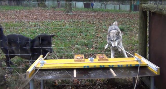 Wolves Pulling a Rope Together