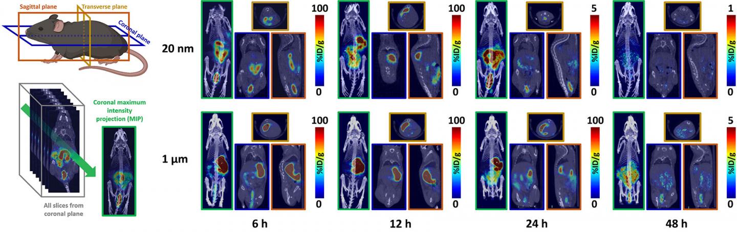 Figure 1. PET-CT images of mice