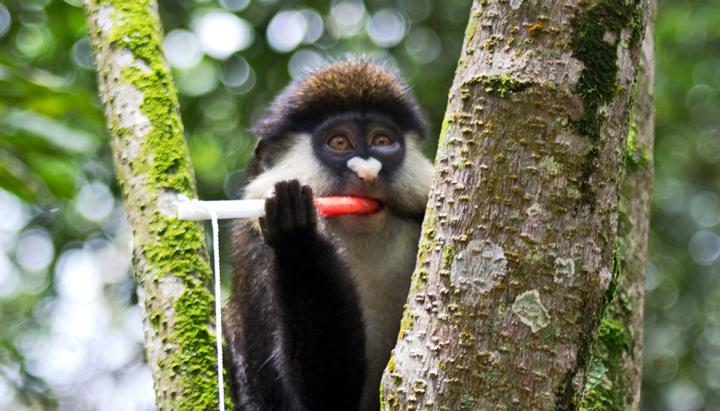 Primate Chewing Jammy Rope