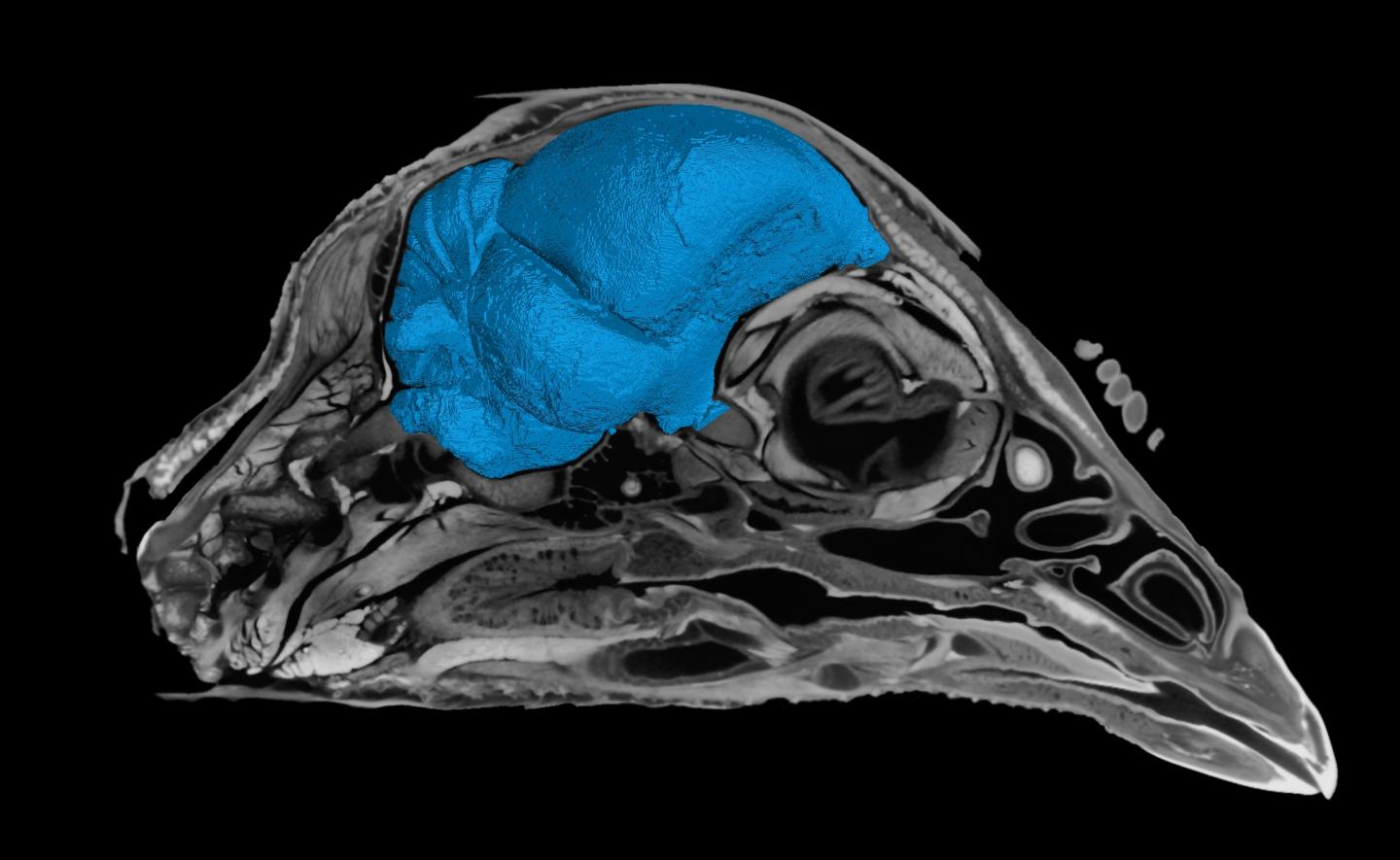 Scanned chicken skull