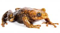 Newly Described Rain Frog Species: Pristimantis chomskyi