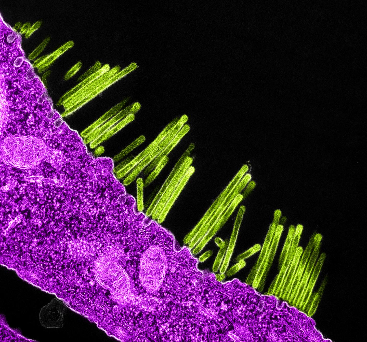 Swine Flu Virus Particles Budding from the Surface of a Cell