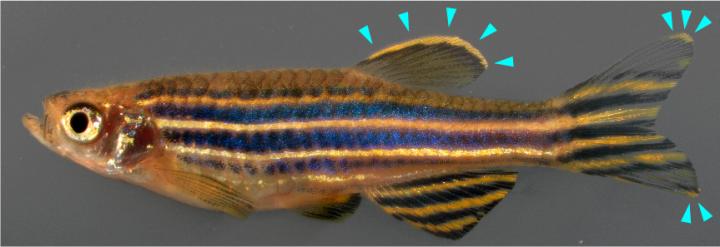 Zebrafish