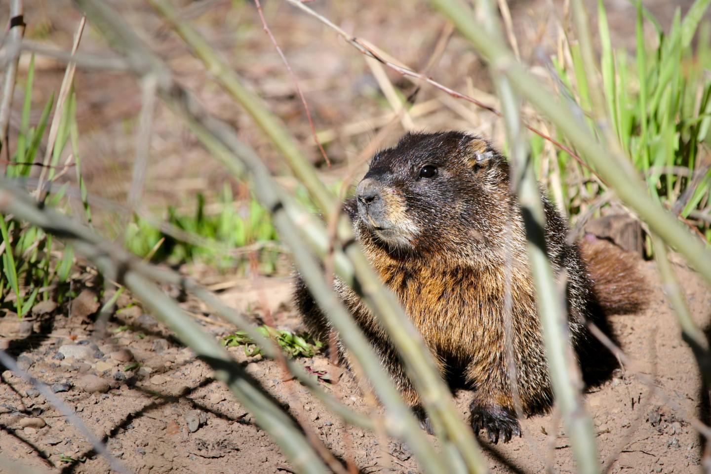 Yellow-Bellied Marmot at the Rocky Mountain Biological Laboratory